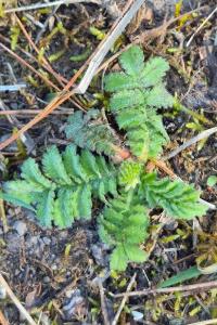 <i>Agrimonia eupatoria</i>