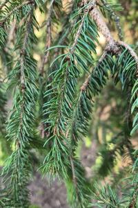<i>Picea abies</i>