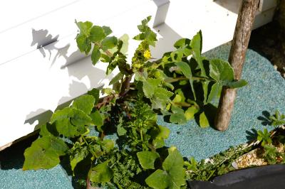 <i>Sonchus oleraceus</i>