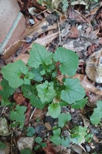 <i>Lactuca muralis</i>
