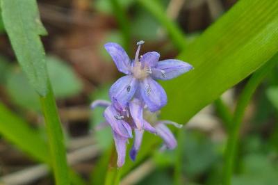 <i>Scilla bifolia</i>