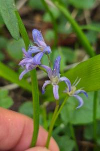<i>Scilla bifolia</i>