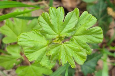 <i>Acer campestre</i>