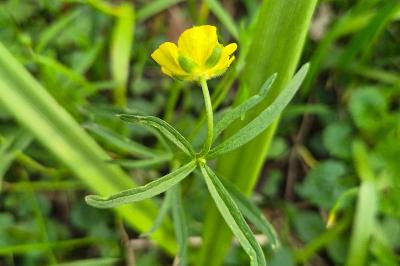 <i>Ranunculus auricomus</i>