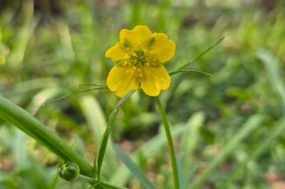 <i>Ranunculus auricomus</i>