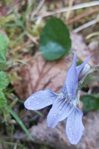 <i>Viola riviniana</i>