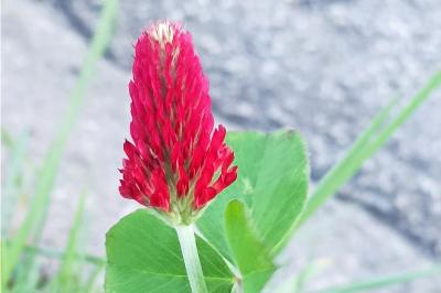 <i>Trifolium incarnatum</i>