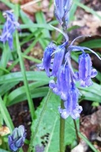<i>Hyacinthoides non-scripta</i>