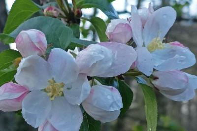 <i>Malus sylvestris</i>
