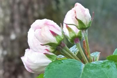 <i>Malus sylvestris</i>