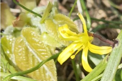 <i>Gagea villosa</i>