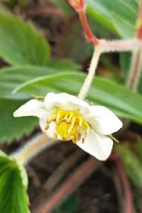 <i>Fragaria viridis</i>