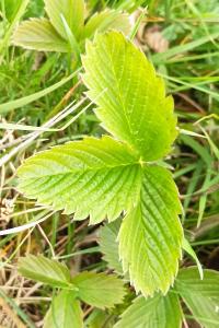 <i>Fragaria viridis</i>
