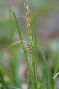 <i>Carex sylvatica</i>