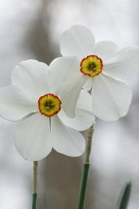<i>Narcissus poeticus</i>
