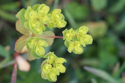 <i>Euphorbia helioscopia</i>