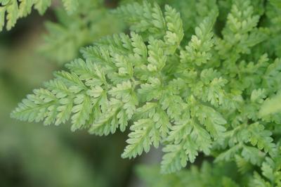 <i>Anthriscus caucalis</i>