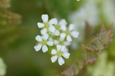 <i>Anthriscus caucalis</i>