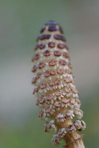<i>Equisetum arvense</i>