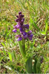 <i>Anacamptis morio subsp. morio</i>