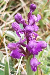 <i>Anacamptis morio</i>