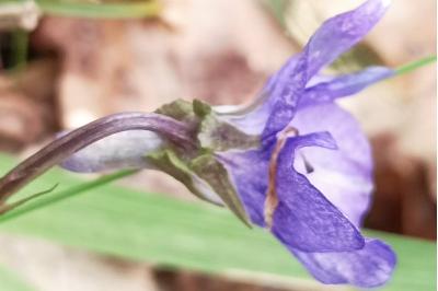 <i>Viola reichenbachiana</i>