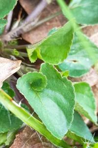 <i>Viola reichenbachiana</i>