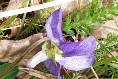 <i>Viola reichenbachiana</i>