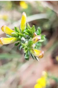 <i>Genista pilosa</i>
