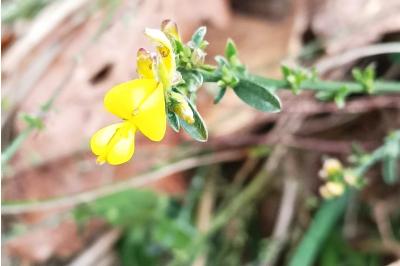 <i>Genista pilosa</i>