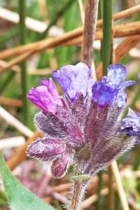 <i>Pulmonaria longifolia</i>