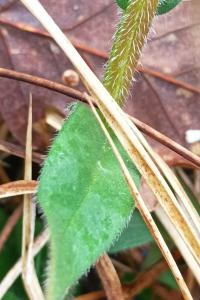 <i>Pulmonaria longifolia</i>