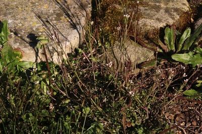 <i>Cardamine hirsuta</i>