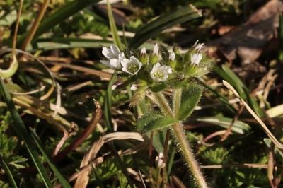<i>Cerastium glomeratum</i>