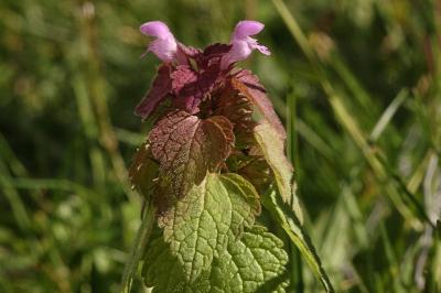 <i>Lamium purpureum</i>