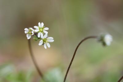 <i>Draba verna</i>