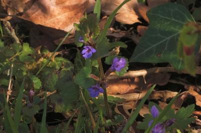 <i>Glechoma hederacea</i>