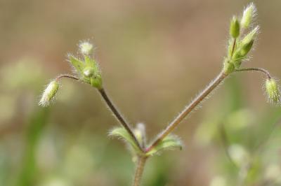 <i>Cerastium brachypetalum</i>
