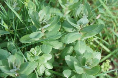 <i>Hylotelephium telephium</i>