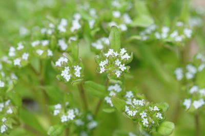 <i>Valerianella locusta</i>