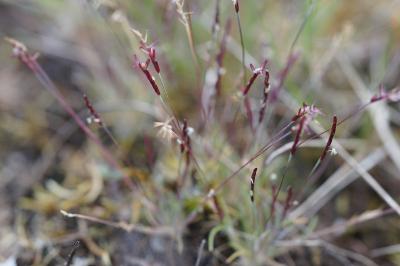 <i>Mibora minima</i>