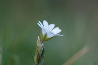 <i>Cerastium arvense</i>