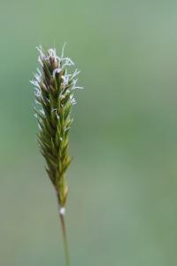 <i>Anthoxanthum odoratum</i>