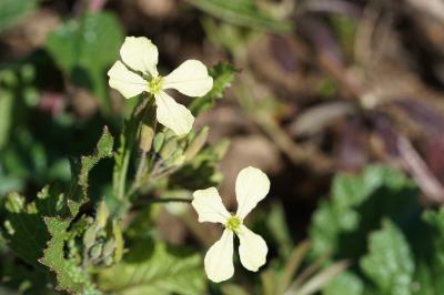 <i>Raphanus raphanistrum</i>