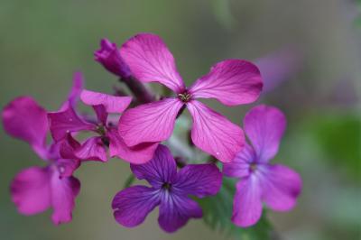 <i>Lunaria annua</i>