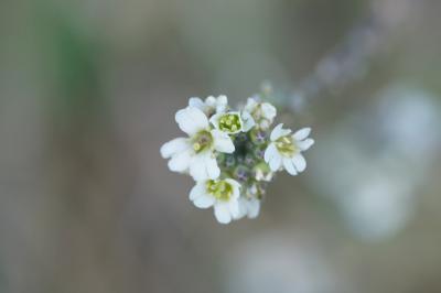 <i>Berteroa incana</i>