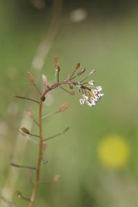 <i>Draba muralis</i>