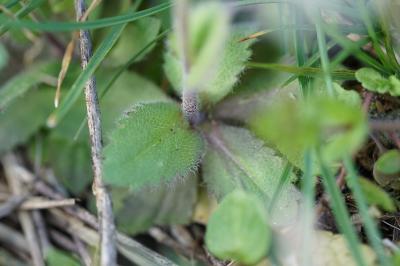 <i>Draba muralis</i>