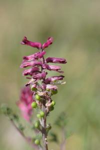 <i>Fumaria officinalis</i>