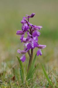 <i>Anacamptis morio</i>